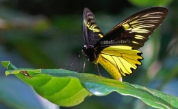 Malayan Birdwing / Kupu-kupu raja / Troides amphrysus