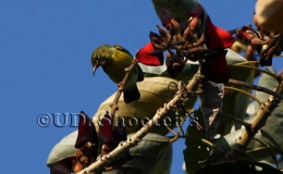 Brown-throated Sunbird / Burung madu kelapa / Anthreptes malacensis