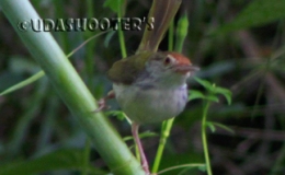 Common Tailorbird / Cinenen pisang / Orthotomus sutorius